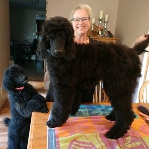 Meet your Posher, Shirley